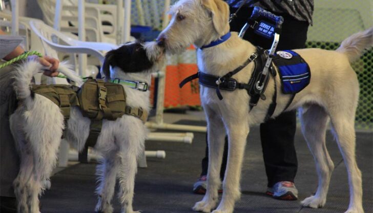 Why Do YOU Need a Service Dog?
