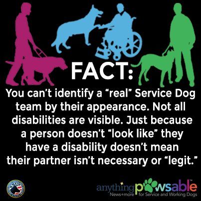 what is the difference between a service dog and a therapy dog