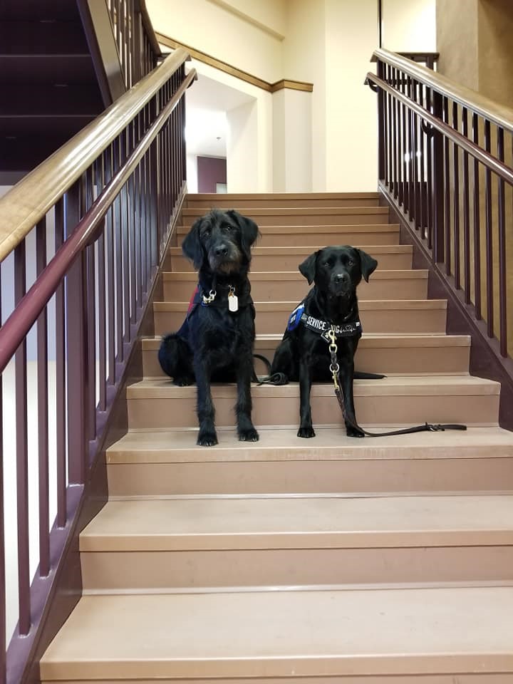 major and another service dog