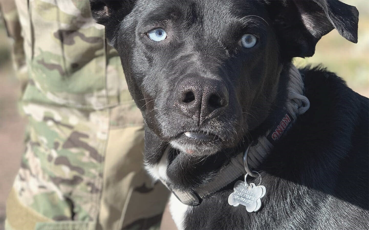 Dog Tag Buddies Helping Veterans